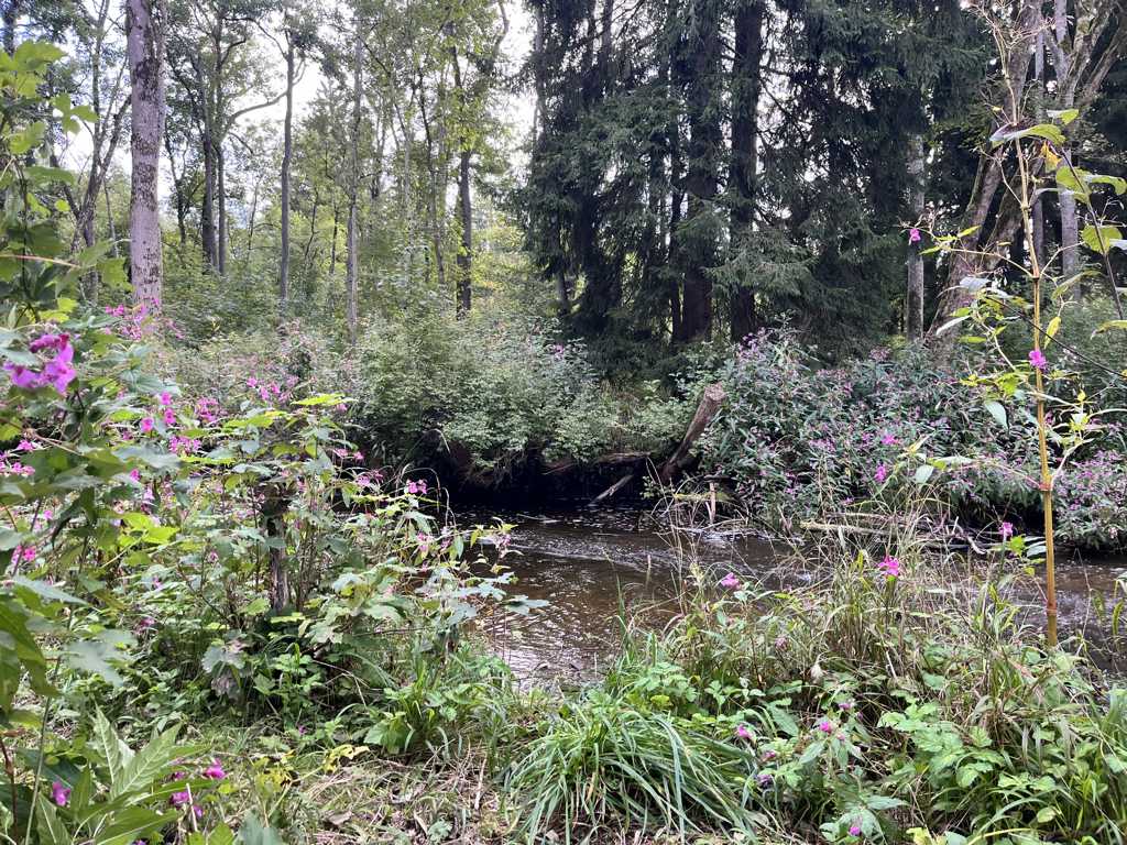 Windach Waldgrundstück3