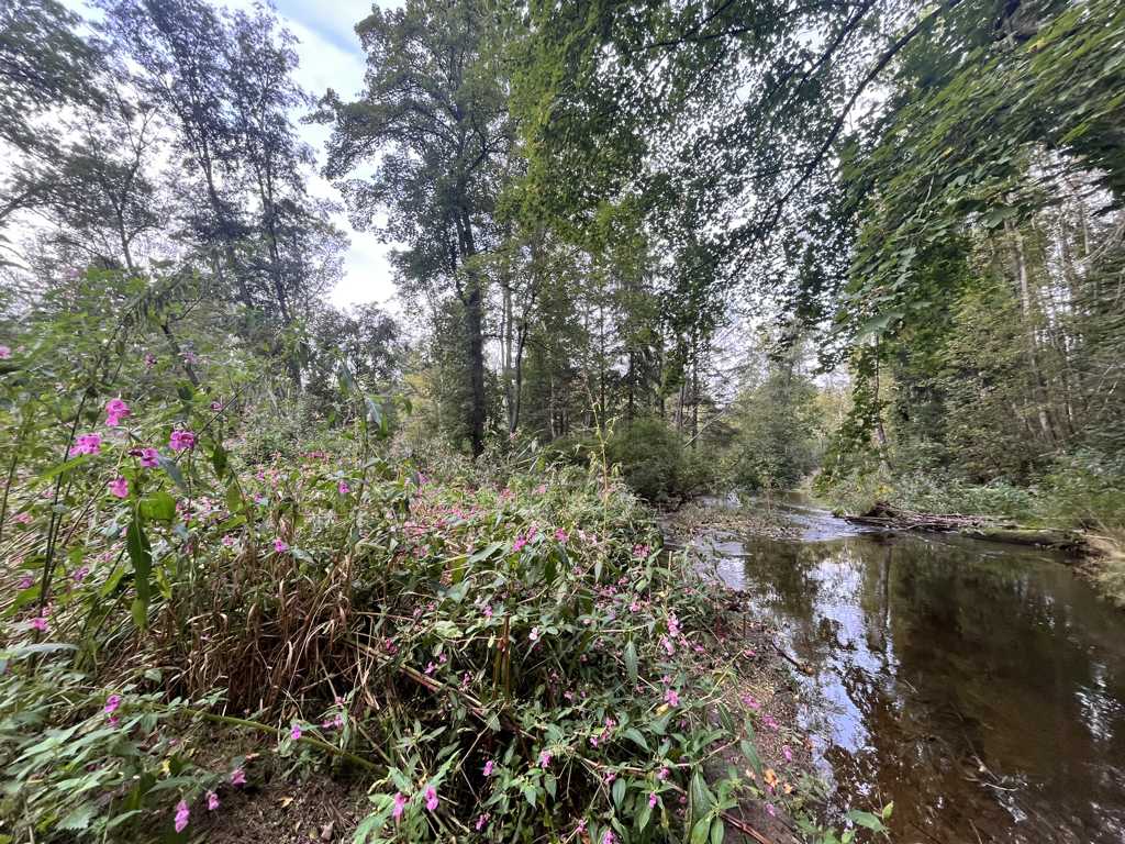 Windach Waldgrundstück5